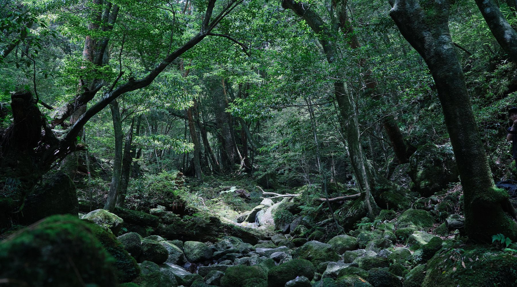 YAKUSHIMA_03.jpg